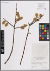 Foto von Salix caprea L.